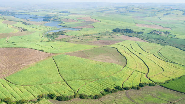 istock Flying Sugarcane Crops  Dam Farming Landscape 1460964714