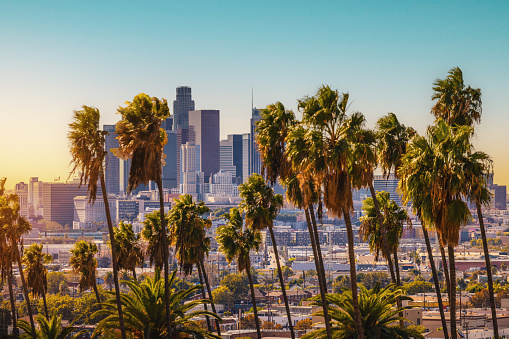 A view of downtown Los Angeles California with palm trees in the foreground