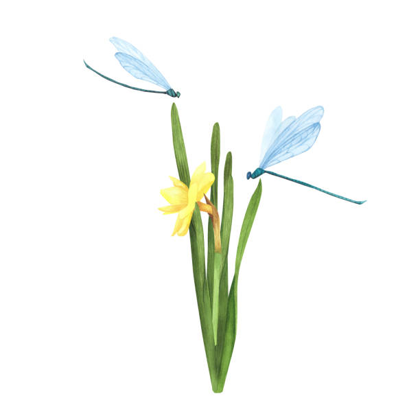 цветок нарцисса с летящими стрекозами, выделенными на белый. акварель рисованная от руки ботаническая мустрация. искусство для дизайна - daffodil stem yellow spring stock illustrations