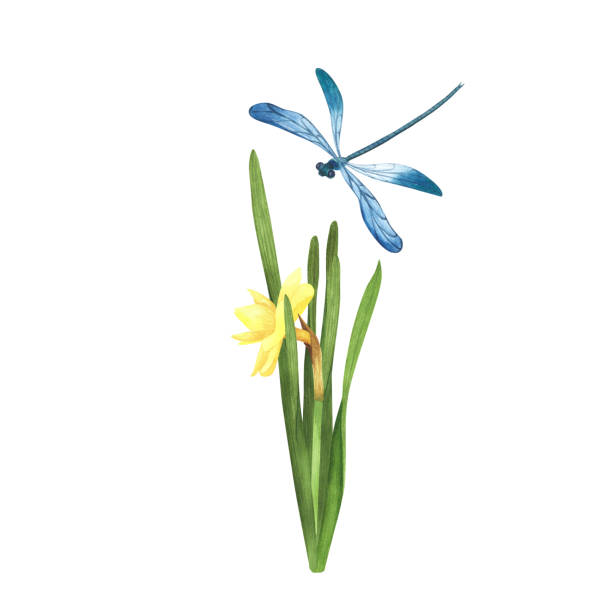 цветок нарцисса с летающей стрекозой выделен на белый. акварель рисованная от руки ботаническая мустрация. искусство для дизайна - daffodil stem yellow spring stock illustrations