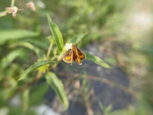 istock Butterfly, potanthus Omaha on the flower 1460968968