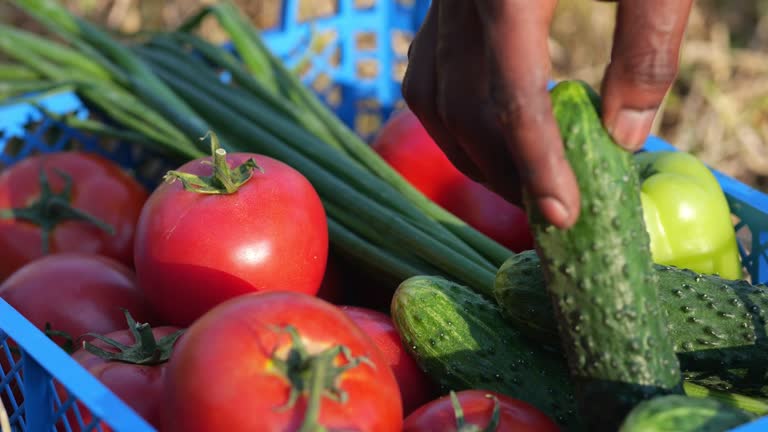 Black man hand gathers vegetables on countryside field