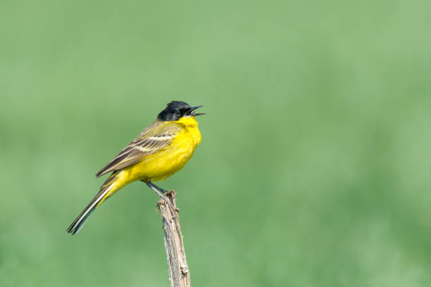 istock Western yellow wagtail (Motacilla flava), single bird singing on branch in spring 1460971255