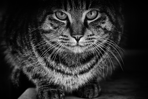 Image of a tabby cat staring with powerful eyes