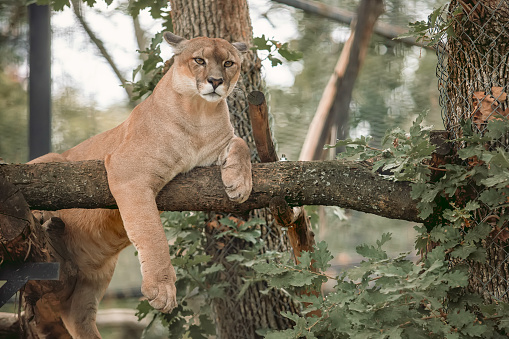 In Southwestern Missouri Mountain Lion Zoo Animal on Sunny Summer Day (Shot with Canon 5DS 50.6mp photos professionally retouched - Lightroom / Photoshop - original size 5792 x 8688 downsampled as needed for clarity and select focus used for dramatic effect)