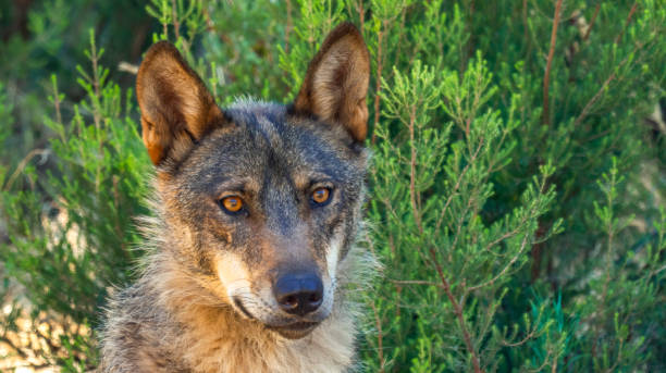 istock Iberian Wolf, Zamora, Spain 1460975112