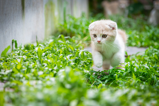 Ginger cat playing in the garden. Scottish fold kitten looking something on green grass. Cute orange cat with copy space. Cream tabby cat running on the lawn.