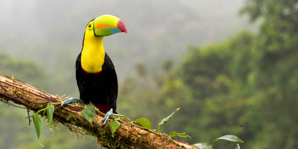 kielschnabeltukan, tropischer regenwald, costa rica - tropenvogel stock-fotos und bilder