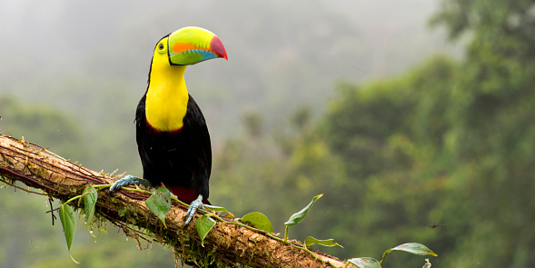 Keel-billed Toucan, Sulfur-breasted Toucan, Rainbow-billed Toucan, Ramphastos sulfuratus, Tropical Rainforest, Costa Rica, America