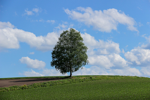Green tree  on the hill and blue sky