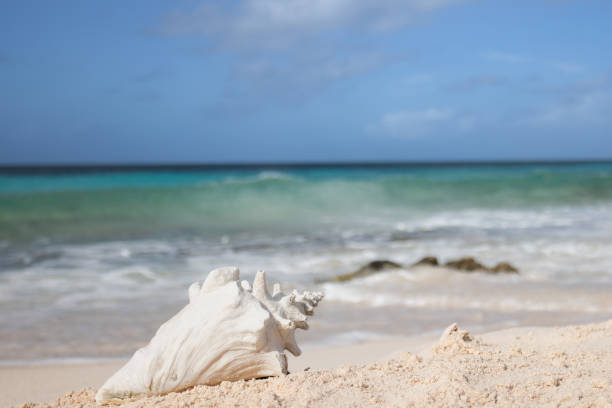 istock Big white seashell on the sandy beach. Closeup. 1460978027