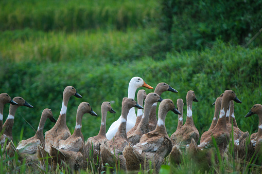 A flock of ducks in the fields