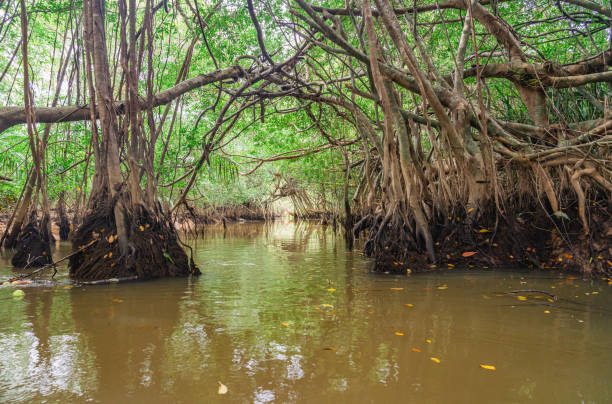 istock Banyan Tree and Mangrove forest in Sang Nae Canal Phang Nga, Thailand 1460978182