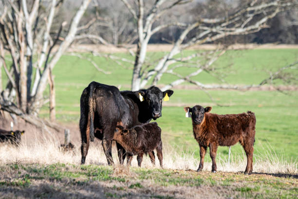 istock First-calf heifer nursing her calf in January 1460981441