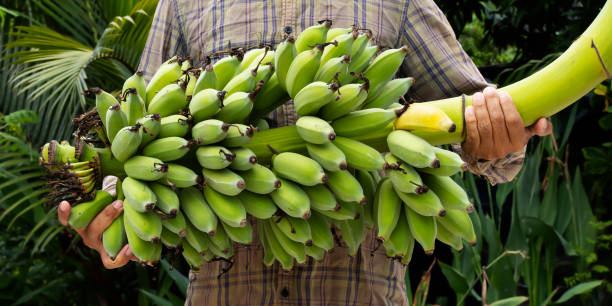 istock Farmer hold a tropical fruit 1460985681