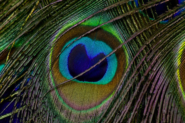 istock Peacock feather closeup in full frame. Peacock feather background, texture. 1460986376