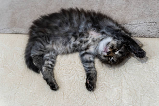 istock Picture a small kitten, a beautiful background or cover for notebooks 1460986905