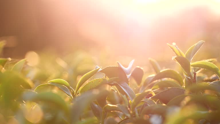 Green tea tree leaves field Fresh young tender bud herbal in farm on summer morning. Sunlight Green tea tree plant camellia sinensis in organic farm. Close up Tree tea plant green nature in morning