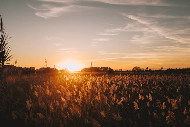 countryside with orange color sunset sunlight on the grass. meadow in golden hours. beautiful landscape in sunny day. outdoors. empty sky to write your text. copy space. background - day to sunset imagens e fotografias de stock