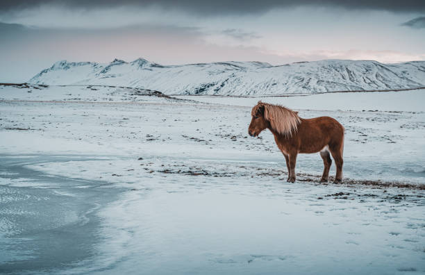 paisagem deslumbrante e cavalo. islândia - horse iceland winter snow - fotografias e filmes do acervo