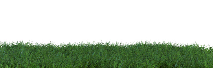 Grass isolated on white background. Meadow, lawn as foreground. Lower frame, border. Cut out graphic design element. 3D rendering
