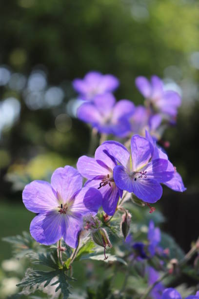 cosmos 꽃  - cosmos flower cut flowers daisy family blue 뉴스 사진 이미지