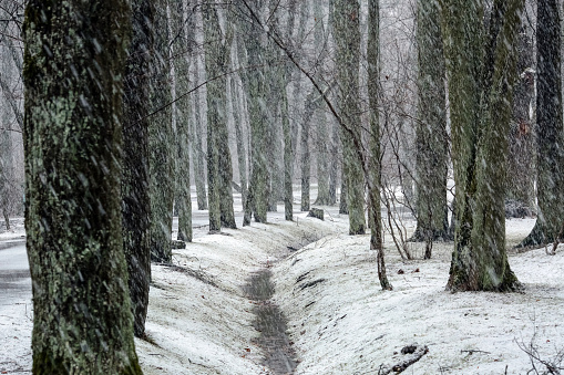 Snowfall in the Kemeri park, Riga, Latvia