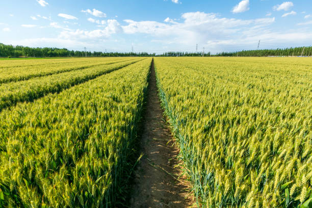istock The wheat fields are under the blue sky and white clouds 1460992060