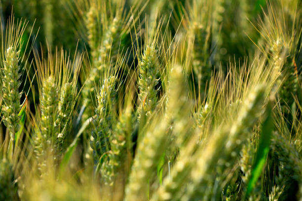 istock The wheat fields are under the blue sky and white clouds 1460992597