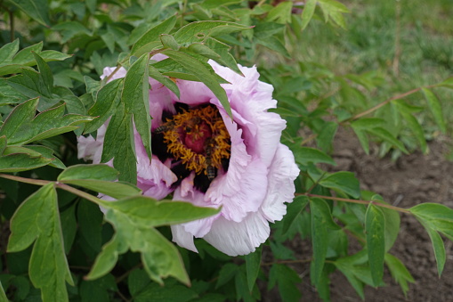 Light pinkish white flowers in the leafage of tree peony in May