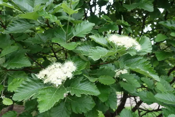 Two corymbs of white flowers of Sorbus aria in mid May