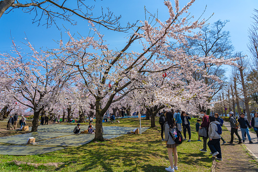 Goryokaku star fort park in springtime cherry blossom full bloom season with clear blue sky sunny day, visitors enjoy the beautiful sakura flowers in Hakodate city, Hokkaido, Japan