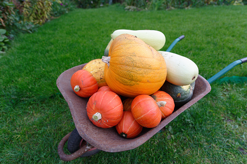 Pumpkins and flowers