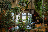 Interior of domestic house full of plants