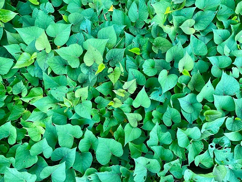 orizontal looking down at small heart shaped green rainforest sweet potato leaves growing wild in tropical climate in country Newrybar, near Byron Bay Australia