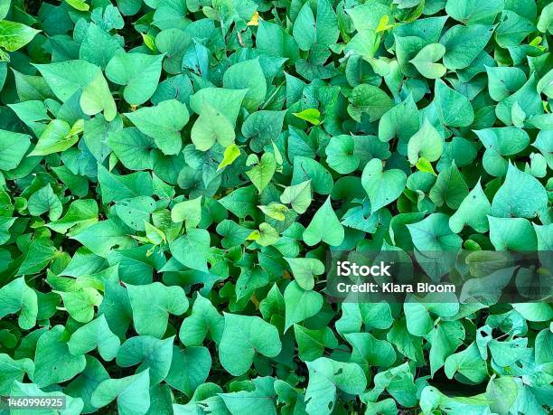 Sweet Potato Vine Heartshape Leaves Stock Photo - Download Image Now - Agricultural Activity, Agricultural Field, Agriculture