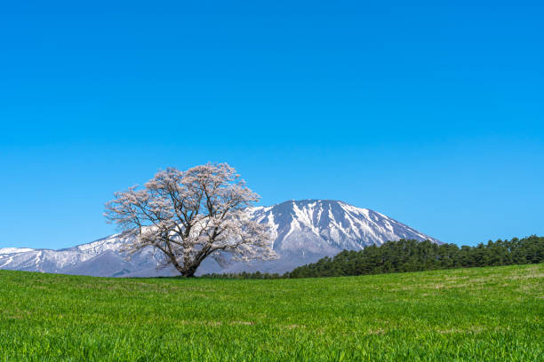 istock Lonesome Cherry Blossom in springtime sunny day morning and clear blue sky 1460997297