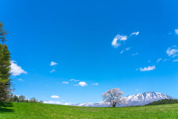 Thuringia, Germany: Blooming tree on meadow on a sunny day.