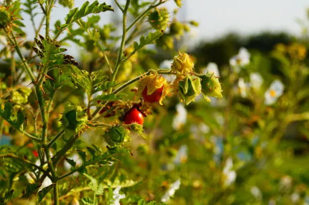 Sticky nightshade plant with fruits. Small, spiny tomatoes. Close-up with bokeh and flowers in background.