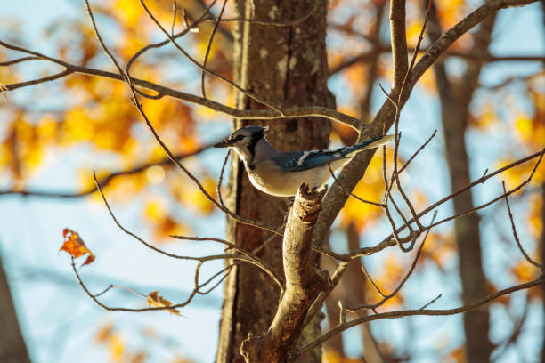 istock Bluejay about to jump from a tree branch in the park in autumn 1460998532