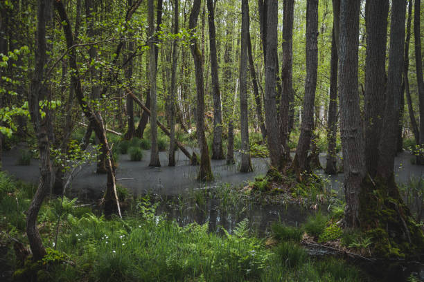 istock Beautiful forest scenery in summer 1460998798