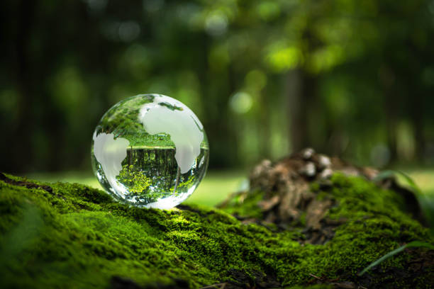 istock Environment Concept - Crystal Earth On moss In Forest With Ferns And Sunlight - Environment, save clean planet, ecology concept. Earth Day banner with copy space. 1460999438