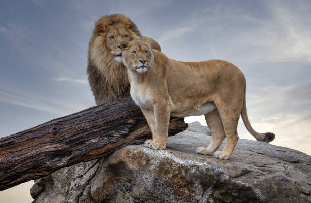 istock Lion couple on a rock 1460999675
