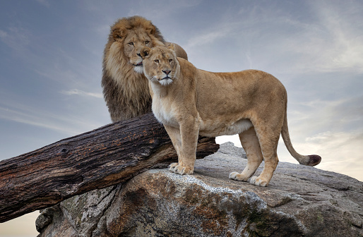 A lion couple on a rock