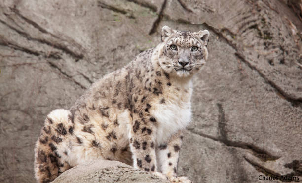 istock Selective of a snow leopard (Panthera uncia) on a rock 1460999676