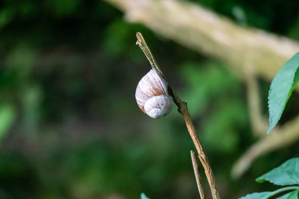 istock Closeup of the snail on a dead branch. 1460999701