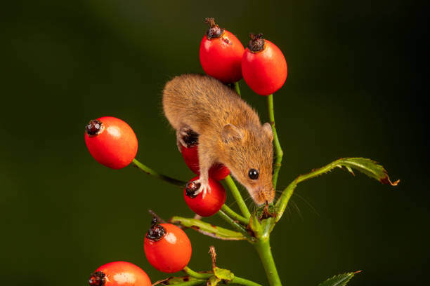 istock Brown harvest mouse on rosehip branch 1460999784