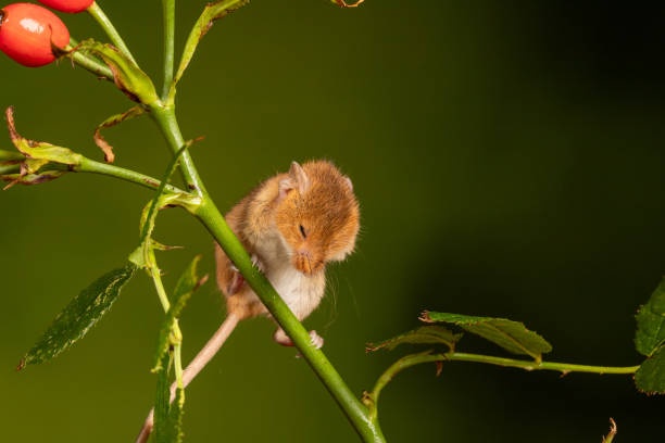 istock Brown harvest mouse on rosehip branch 1460999807