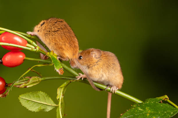 istock Brown harvest mice on rosehip branch 1460999809