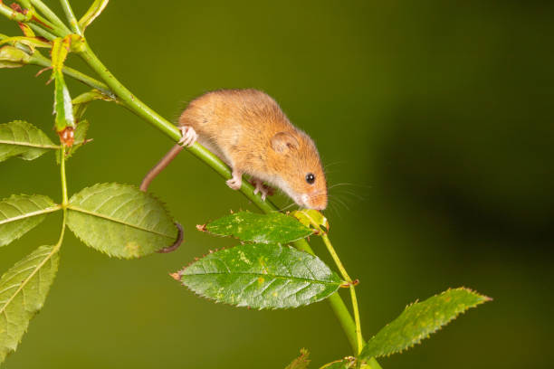 istock Brown harvest mouse on rosehip branch 1460999813